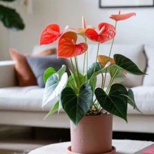 ANTHURIUM TROPICAL
