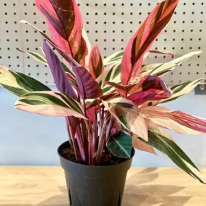 CALATHEA TRICOLOR