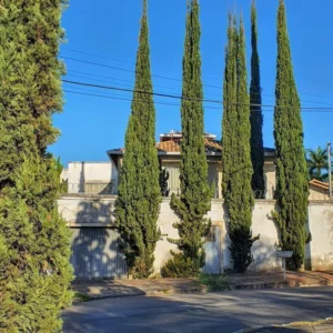 CIPRÉS PIRAMIDAL