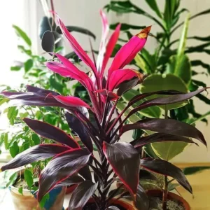 DRACENA CORDYLINE