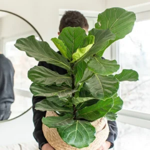 FICUS PANSDHURATA