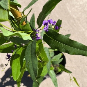 HANDERBERGIA