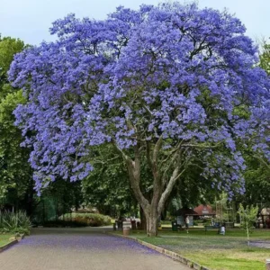 JACARANDA MIMOSIFOLIA