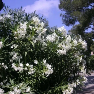 LAUREL DE FLOR