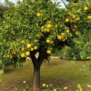 LIMONERO