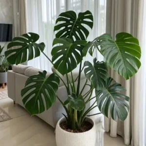 MONSTERA DELICIOSA
