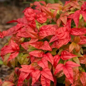 NANDINA FIRE