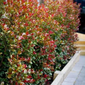 PHOTINIA FRASERI