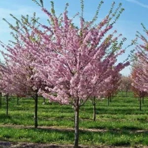 PRUNUS SERRULATA