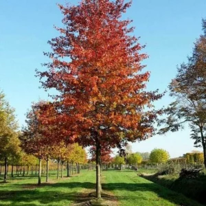 ROBLE ROJO AMERICANO